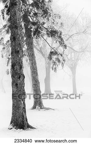 Ice fog in winter, Assiniboine Park; Winnipeg, Manitoba, Canada View Large Photo Image Stock Image - Ice fog in winter, Assiniboine Park; Winnipeg, Manitoba, Canada. Fotosearch