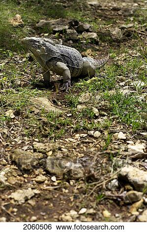 Iguana Crawling On Ground, Camaguey, Cuba View Large Photo Image Stock Photograph - Iguana Crawling On Ground, Camaguey, Cuba. Fotosearch