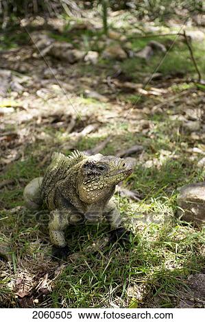 Stock Photography - Iguana Crawling On Ground, Camaguey, Cuba. Fotosearch