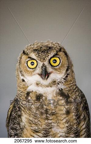 Stock Photography - Immature Great Horned Owl (Bubo Virginianus), Alberta Bird Of Prey Centre, Coaldale, Alberta, Canada. This Centre Rehabilitates Injured Birds And Releases Them Back To The Wild Whenever Possible.. Fotosearch