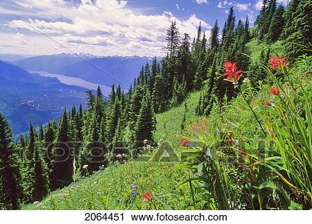 Stock Image - Indian Paintbrush Flowers Bloom In The Alpine Meadow Above Slocan Lake Bc. Fotosearch