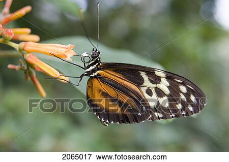 Isabella Butterfly (Eueides Isabella) Feeding On A Flower, Niagara Butterfly Conservatory, Niagara Falls, Ontario, Canada. View Large Photo Image Stock Photo - Isabella Butterfly (Eueides Isabella) Feeding On A Flower, Niagara Butterfly Conservatory, Niagara Falls, Ontario, Canada.. Fotosearch