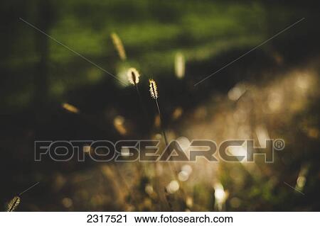 Stock Image - Isolated Blade Of Grass In Late Afternoon Light; Maricourt Quebec Canada. Fotosearch