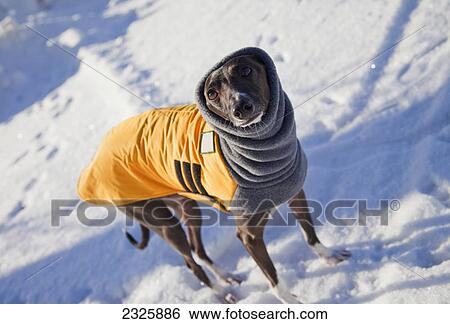 Stock Photograph - Italian greyhound is dressed in a winter jacket; Parkland county alberta canada. Fotosearch