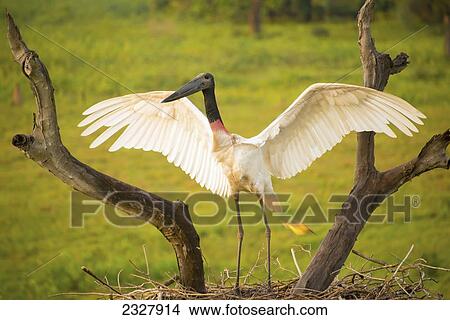 Picture - Jabiru stork (jabiru mycteria) spreads its wings on a nest; Pantanal brazil. Fotosearch