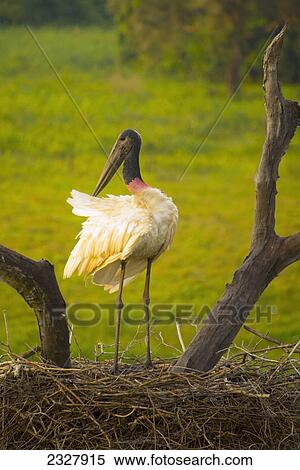 Stock Photography - Jabiru stork (jabiru mycteria) stands on a nest; Pantanal brazil. Fotosearch