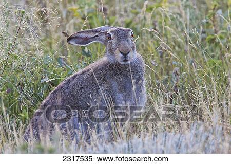 Stock Photography - Jackrabbit Sitting In The Grass Grasslands National Park; Saskatchewan Canada. Fotosearch