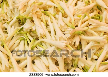 Jasmine buds at Devaraja Market; Mysore, Karnataka, India View Large Photo Image Stock Photograph - Jasmine buds at Devaraja Market; Mysore, Karnataka, India. Fotosearch