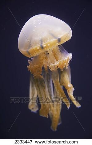 Jellyfish; Oahu hawaii united states of america View Large Photo Image Stock Photo - Jellyfish; Oahu hawaii united states of america. Fotosearch