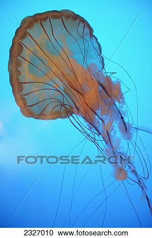 Stock Image - Jellyfish underwater; Vancouver british columbia canada. Fotosearch