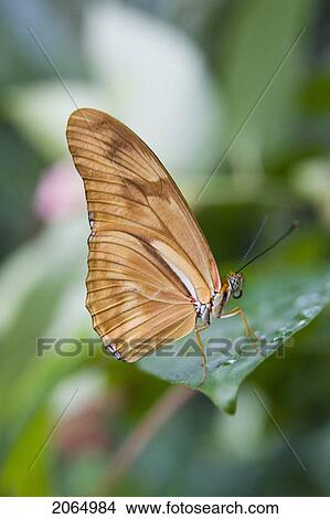 Julia Butterfly (Dryas Iulia) Resting On Leaf, Niagara Butterfly Conservatory, Niagara Falls, Ontario, Canada. View Large Photo Image Picture - Julia Butterfly (Dryas Iulia) Resting On Leaf, Niagara Butterfly Conservatory, Niagara Falls, Ontario, Canada.. Fotosearch