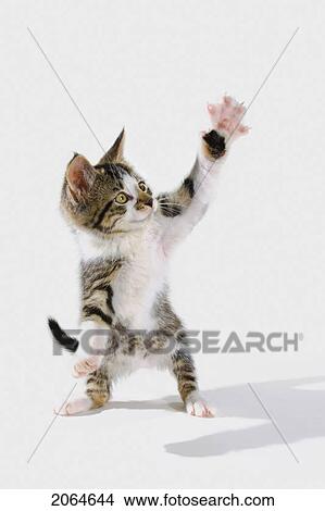 Picture - Kitten.. Fotosearch