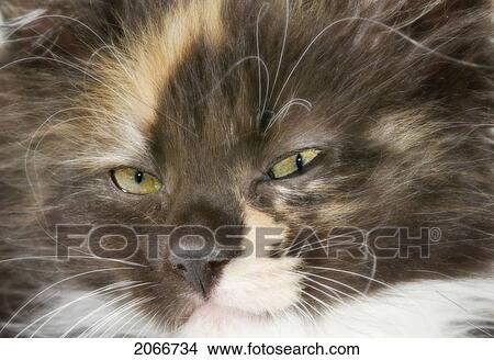 Kitten. View Large Photo Image Picture - Kitten.. Fotosearch