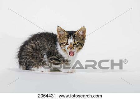 Kitten. View Large Photo Image Stock Image - Kitten.. Fotosearch