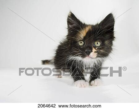 Stock Image - Kitten.. Fotosearch