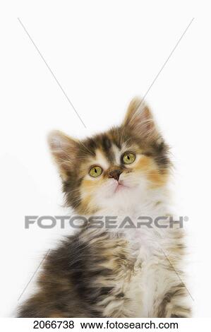 Stock Photo - Kitten.. Fotosearch