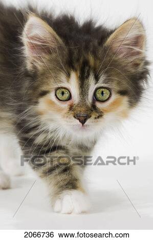 Kitten. View Large Photo Image Stock Photograph - Kitten.. Fotosearch