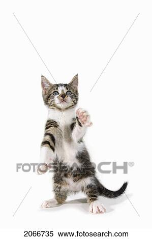 Kitten. View Large Photo Image Stock Photography - Kitten.. Fotosearch