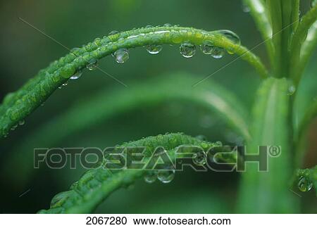 Stock Image - Labrador Tea, Vancouver Island. Fotosearch