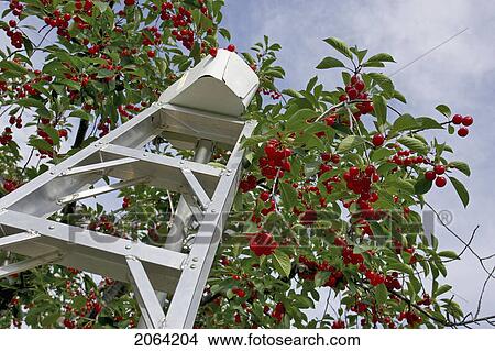Picture - Ladder With Basket On Top Leaning Against A Cherry Tree, Ontario. Fotosearch
