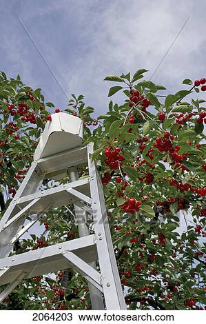 Stock Image - Ladder With Basket On Top Leaning Against A Cherry Tree, Ontario. Fotosearch