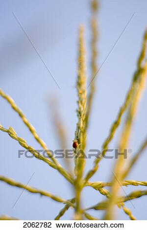 Ladybug On Top Of Corn Plant, Organic Garden, Manitoba, Canada View Large Photo Image Stock Image - Ladybug On Top Of Corn Plant, Organic Garden, Manitoba, Canada. Fotosearch