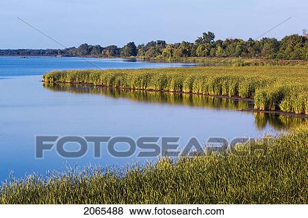 Lake Erie Shoreline Marsh. Rondeau Provincial Park, Ontario. Canada. View Large Photo Image Stock Photo - Lake Erie Shoreline Marsh. Rondeau Provincial Park, Ontario. Canada.. Fotosearch