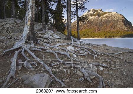 Stock Photo - Lake Minnewanka Shoreline With Tree Roots, Spring Melt, Banff National Park, Alberta, Canada. Fotosearch