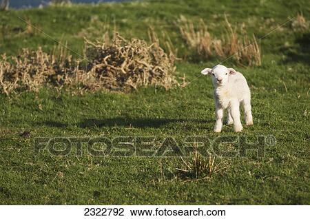 Lamb (ovis aries); Ballinskelligs ring of skelligs county kerry ireland View Large Photo Image Stock Image - Lamb (ovis aries); Ballinskelligs ring of skelligs county kerry ireland. Fotosearch