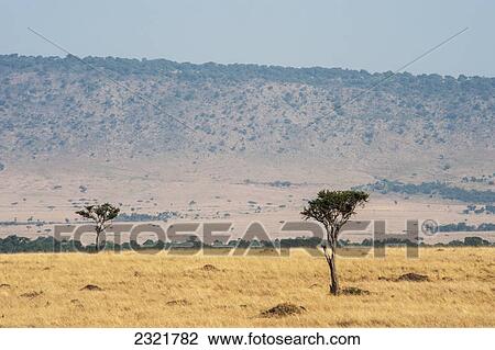 Stock Image - Landscape Of The Maasai Mara National Reserve; Maasai Mara Kenya. Fotosearch