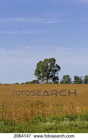 Landscape Of Wheat Field And Tree Line With Blue Sky North Dumfries View Large Photo Image Stock Photo - Landscape Of Wheat Field And Tree Line With Blue Sky North Dumfries. Fotosearch