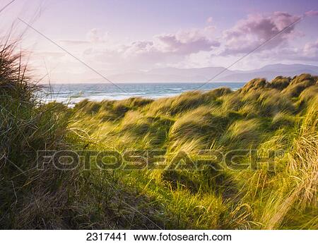 Landscape With Long Grass Blowing In The Wind At The Coast; Dingle County Kerry Ireland View Large Photo Image Stock Image - Landscape With Long Grass Blowing In The Wind At The Coast; Dingle County Kerry Ireland. Fotosearch