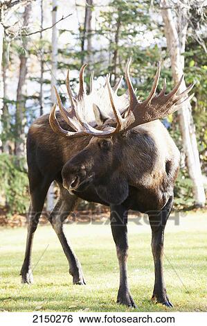 Stock Photograph - Large Bull Moose In A Residential Area, Anchorage, Southcentral Alaska, Autumn. Fotosearch