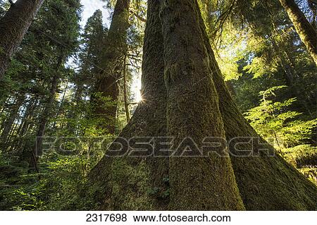 Large Douglas Fir Trees In The Stoltman Grove Of Carmanah Walbran Provincial Park; British Columbia Canada View Large Photo Image Stock Photo - Large Douglas Fir Trees In The Stoltman Grove Of Carmanah Walbran Provincial Park; British Columbia Canada. Fotosearch