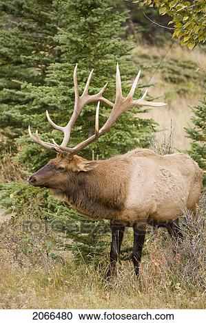 Large Male Elk In Jasper National Park, Alberta, Canada. View Large Photo Image Stock Image - Large Male Elk In Jasper National Park, Alberta, Canada.. Fotosearch