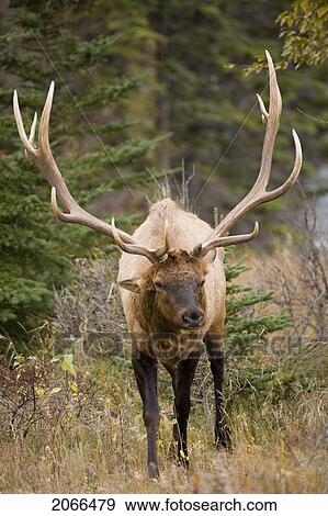 Stock Photo - Large Male Elk In Jasper National Park, Alberta, Canada.. Fotosearch