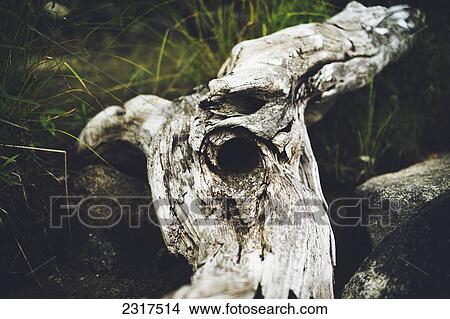 Picture - Large Piece Of Driftwood With A Hole In The Centre; Thetford Mines Quebec Canada. Fotosearch