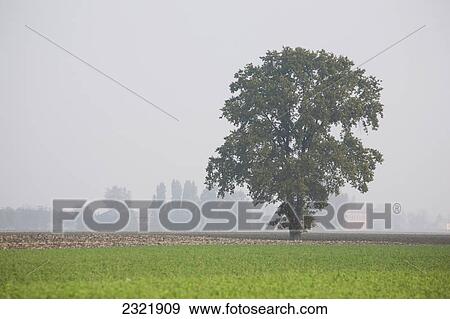 Large Tree In Field With Foggy Background; Emilia-Romagna Italy View Large Photo Image Stock Photo - Large Tree In Field With Foggy Background; Emilia-Romagna Italy. Fotosearch