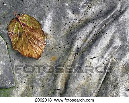 Leaf On Metal - Belgium View Large Photo Image Stock Photo - Leaf On Metal - Belgium. Fotosearch