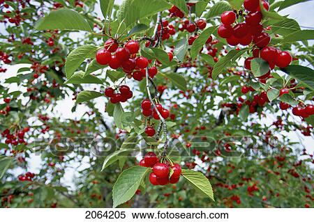 Leaves, Branches, And Fruit Of A Cherry Tree, Ontario View Large Photo Image Stock Photography - Leaves, Branches, And Fruit Of A Cherry Tree, Ontario. Fotosearch