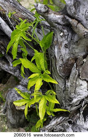 Leaves Growing Out Of Old Tree Bark, Camaguey, Cuba View Large Photo Image Stock Photograph - Leaves Growing Out Of Old Tree Bark, Camaguey, Cuba. Fotosearch