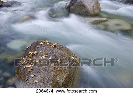 Leaves Sit On A Rock As A River Moves By, Cayoosh River, Lillooet, Bc, Canada View Large Photo Image Picture - Leaves Sit On A Rock As A River Moves By, Cayoosh River, Lillooet, Bc, Canada. Fotosearch