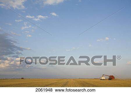 Lentils Unloading From Combine To Grain Truck, Saskatchewan, Canada View Large Photo Image Stock Photo - Lentils Unloading From Combine To Grain Truck, Saskatchewan, Canada. Fotosearch
