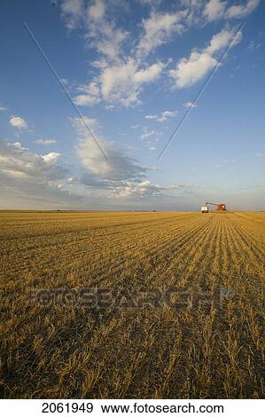 Stock Photo - Lentils Unloading From Combine To Grain Truck, Saskatchewan, Canada. Fotosearch
