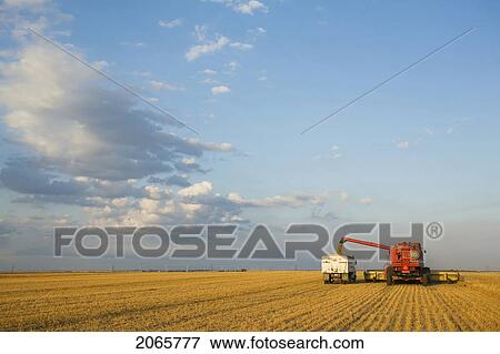 Lentils Unloading From Combine To Grain Truck, Saskatchewan, Canada View Large Photo Image Stock Photo - Lentils Unloading From Combine To Grain Truck, Saskatchewan, Canada. Fotosearch