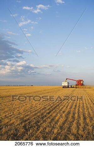 Lentils Unloading From Combine To Grain Truck, Saskatchewan, Canada View Large Photo Image Stock Photograph - Lentils Unloading From Combine To Grain Truck, Saskatchewan, Canada. Fotosearch