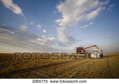 Stock Photography - Lentils Unloading From Combine To Grain Truck, Saskatchewan, Canada. Fotosearch