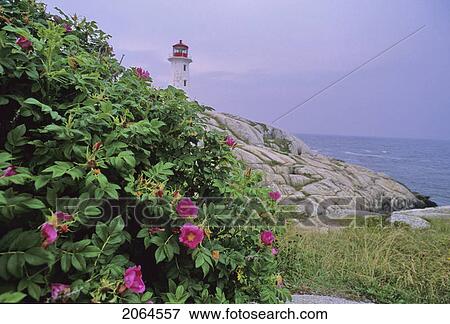 Lighthouse Near Peggy's Cove, Nova Scotia Canada View Large Photo Image Stock Photo - Lighthouse Near Peggy's Cove, Nova Scotia Canada. Fotosearch