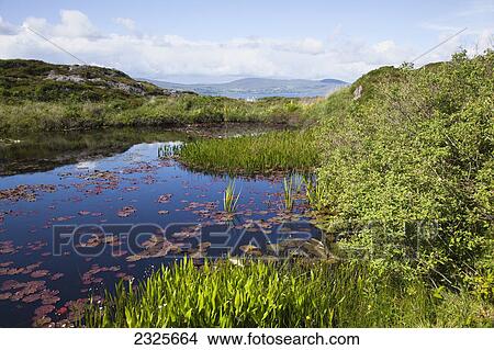 Picture - Lily pads floating in a tranquil pond with a view of dunmanus bay; County cork ireland. Fotosearch