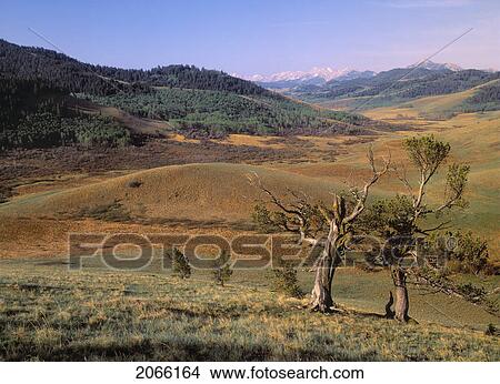 Limber Pine And Rangeland, Whaleback Ridge, Alberta, Canada View Large Photo Image Picture - Limber Pine And Rangeland, Whaleback Ridge, Alberta, Canada. Fotosearch